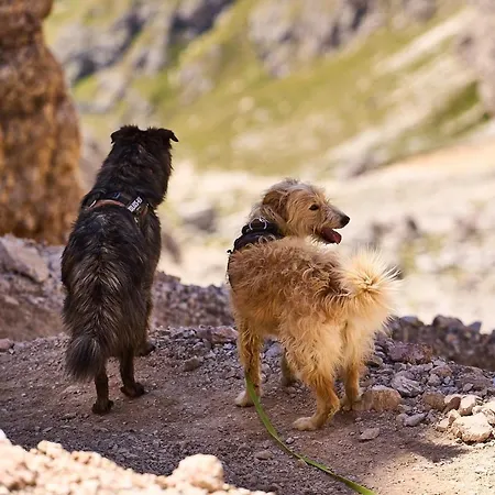 Pordoi Passo Pordoi Vegetarian *