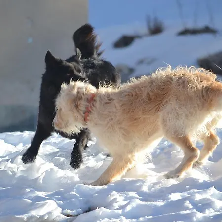 Pordoi Passo Pordoi Vegetarian ホテル