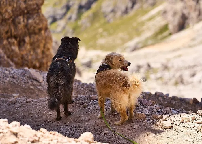 Pordoi Passo Pordoi Vegetarian *