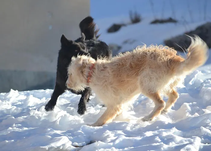 Pordoi Passo Pordoi Vegetarian Hotel